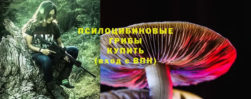 Псилоцибиновые грибы Psilocybe  гидра как зайти  Будённовск  купить  сайты 